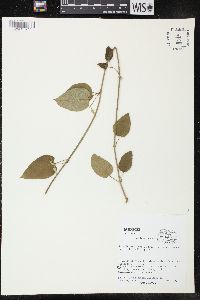 Marsdenia coulteri image