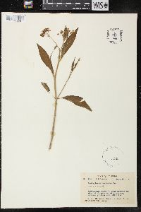 Asclepias curassavica image