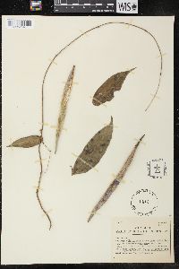 Blepharodon mucronatum image