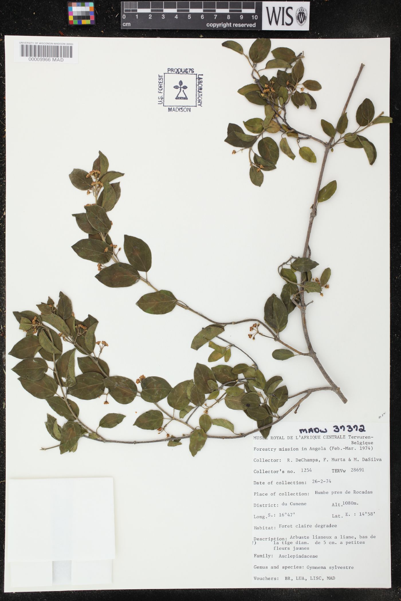 Gymnema sylvestre image