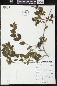 Gymnema sylvestre image