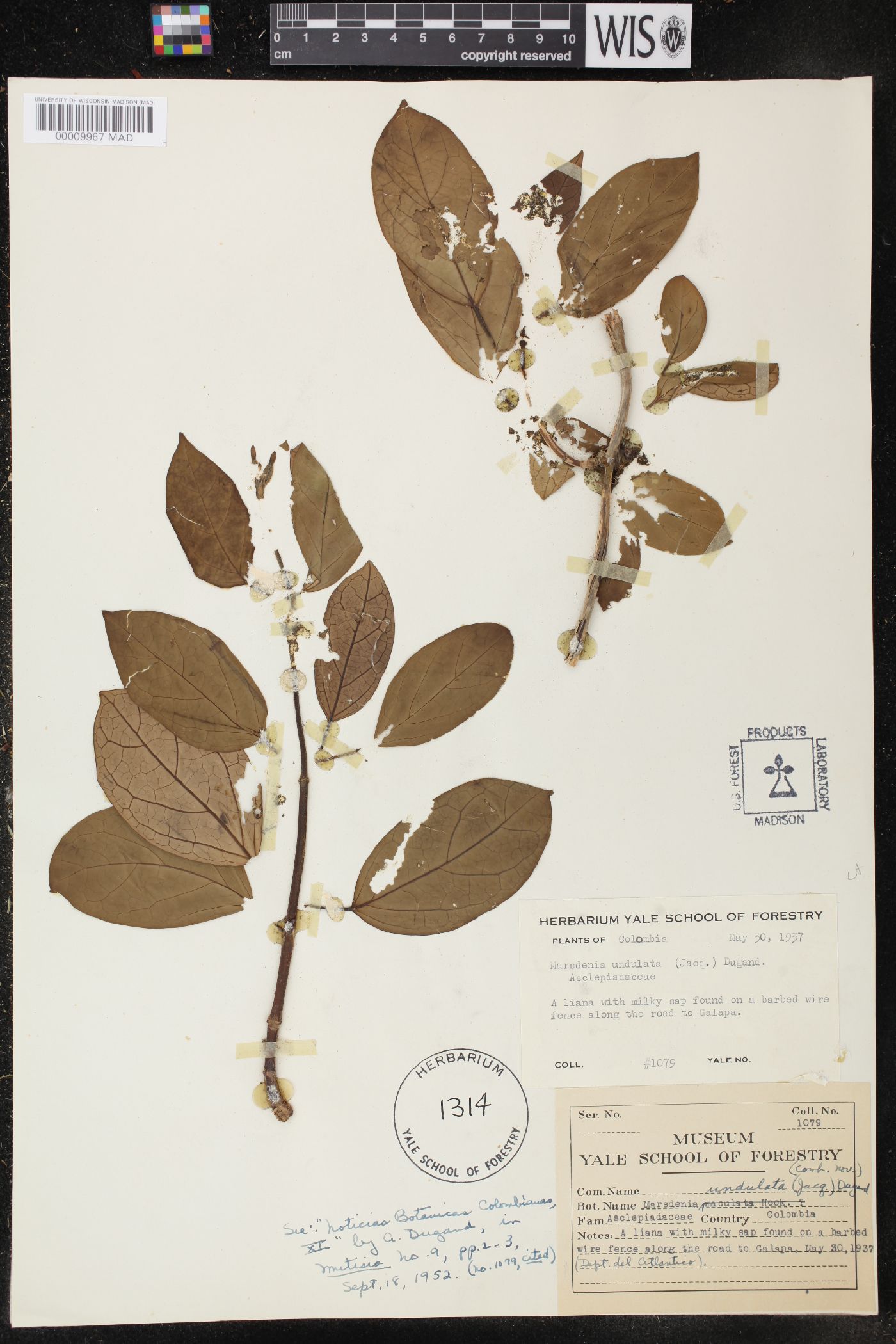 Marsdenia undulata image