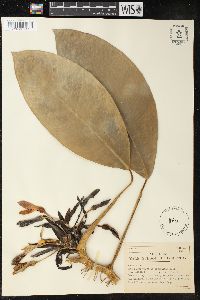 Image of Culcasia liberica