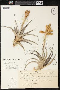 Tillandsia latifolia image