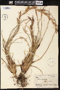 Tillandsia latifolia image