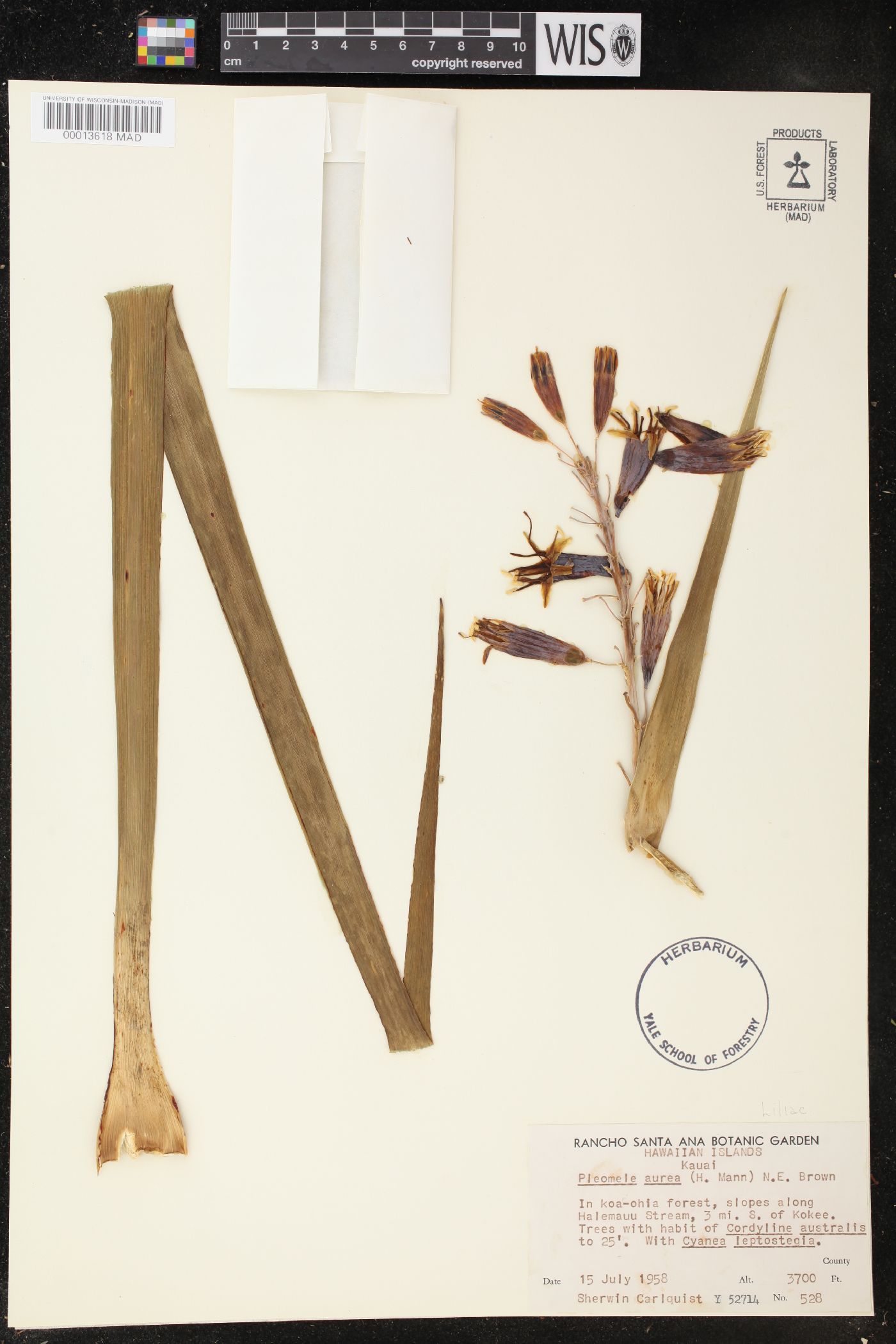 Pleomele aurea image