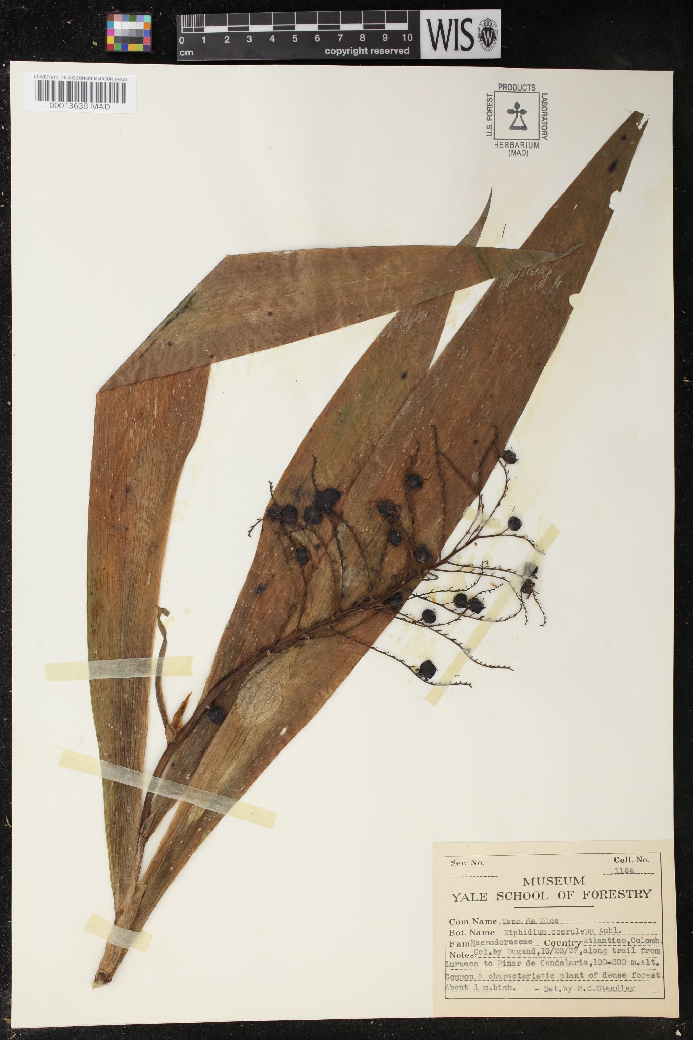 Xiphidium coeruleum image