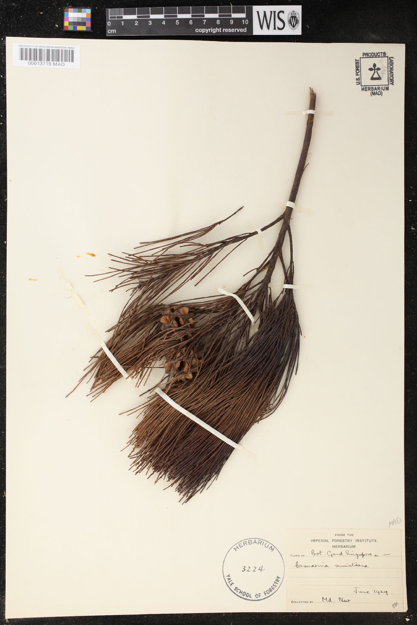 Gymnostoma image