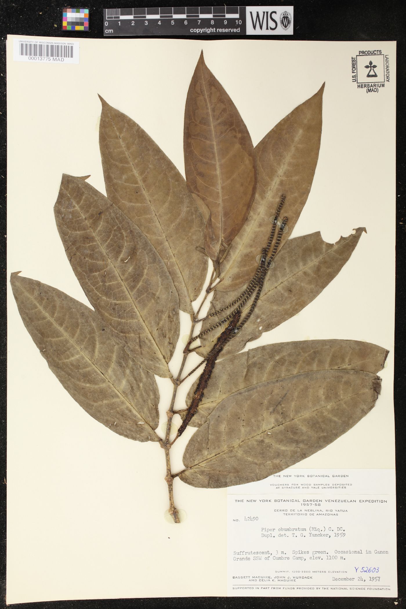 Piper arboreum subsp. hirtellum image