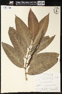 Piper arboreum image