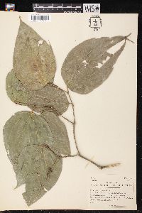 Piper smilacifolium image