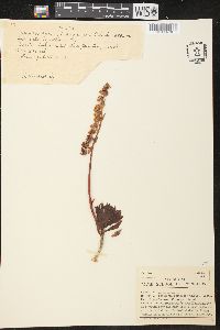 Echeveria quitensis image