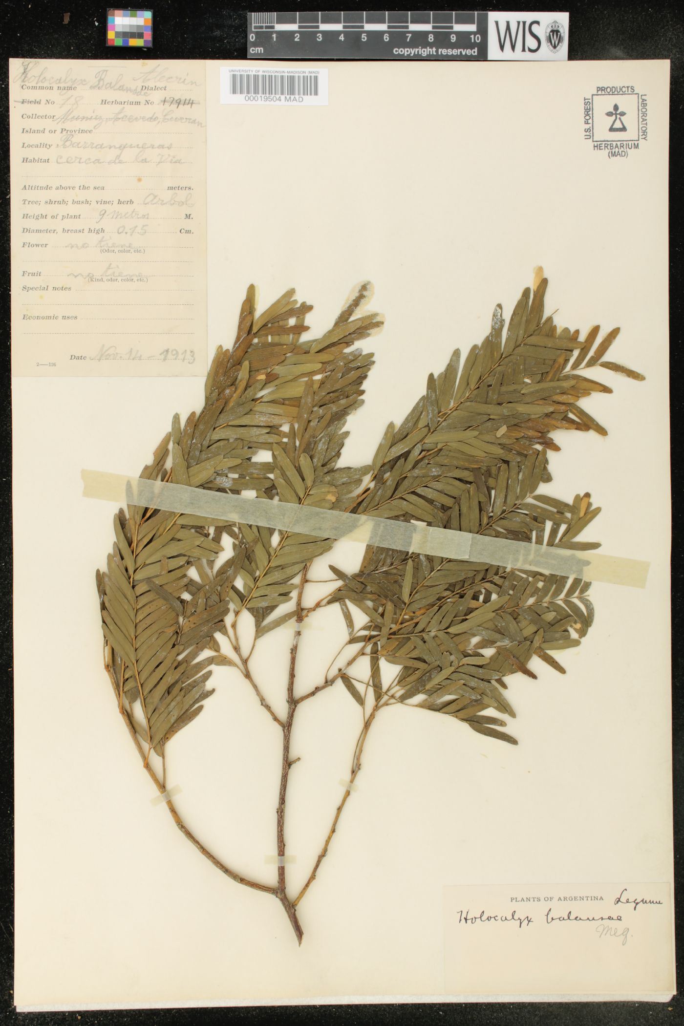 Holocalyx balansae image