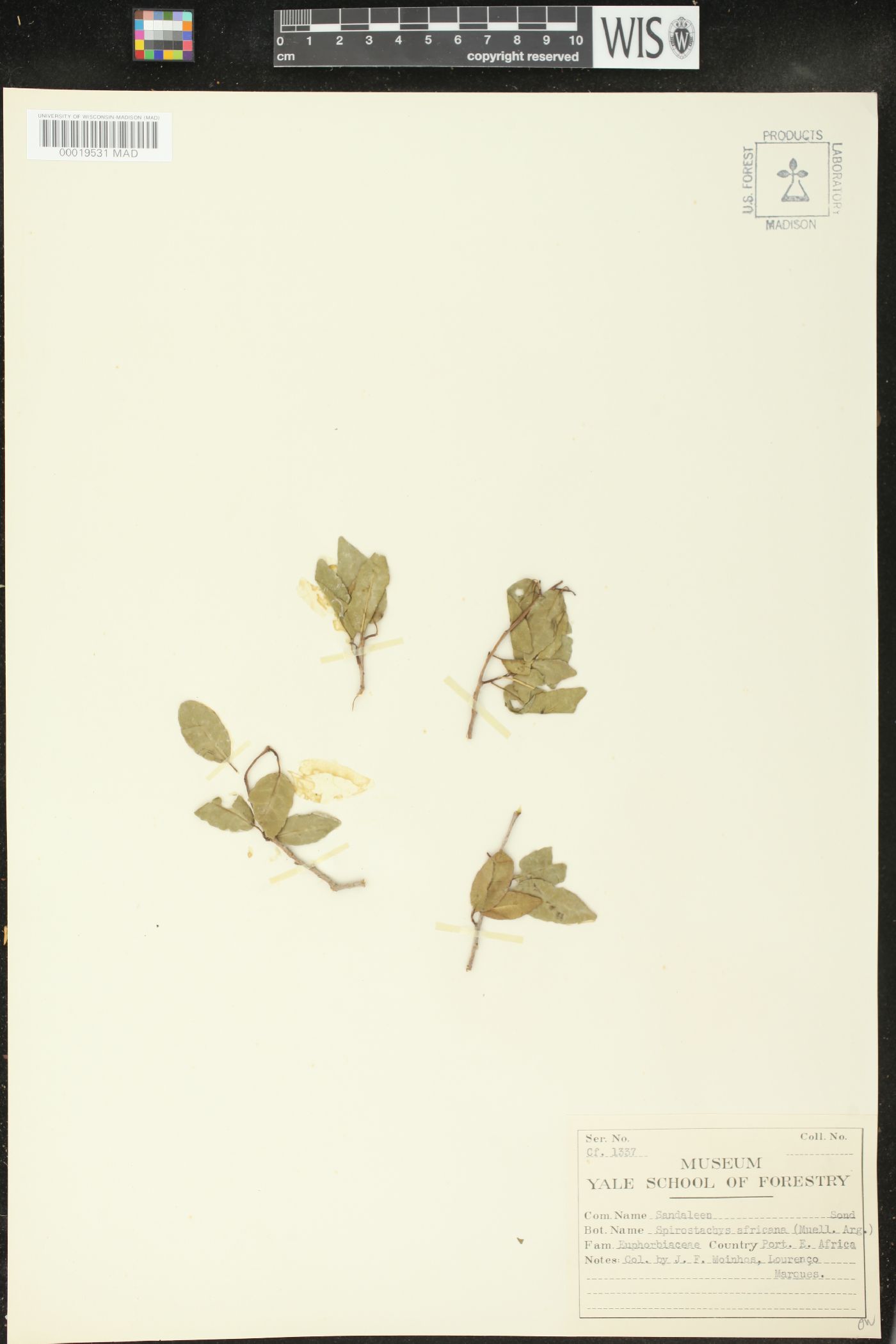 Spirostachys africana image