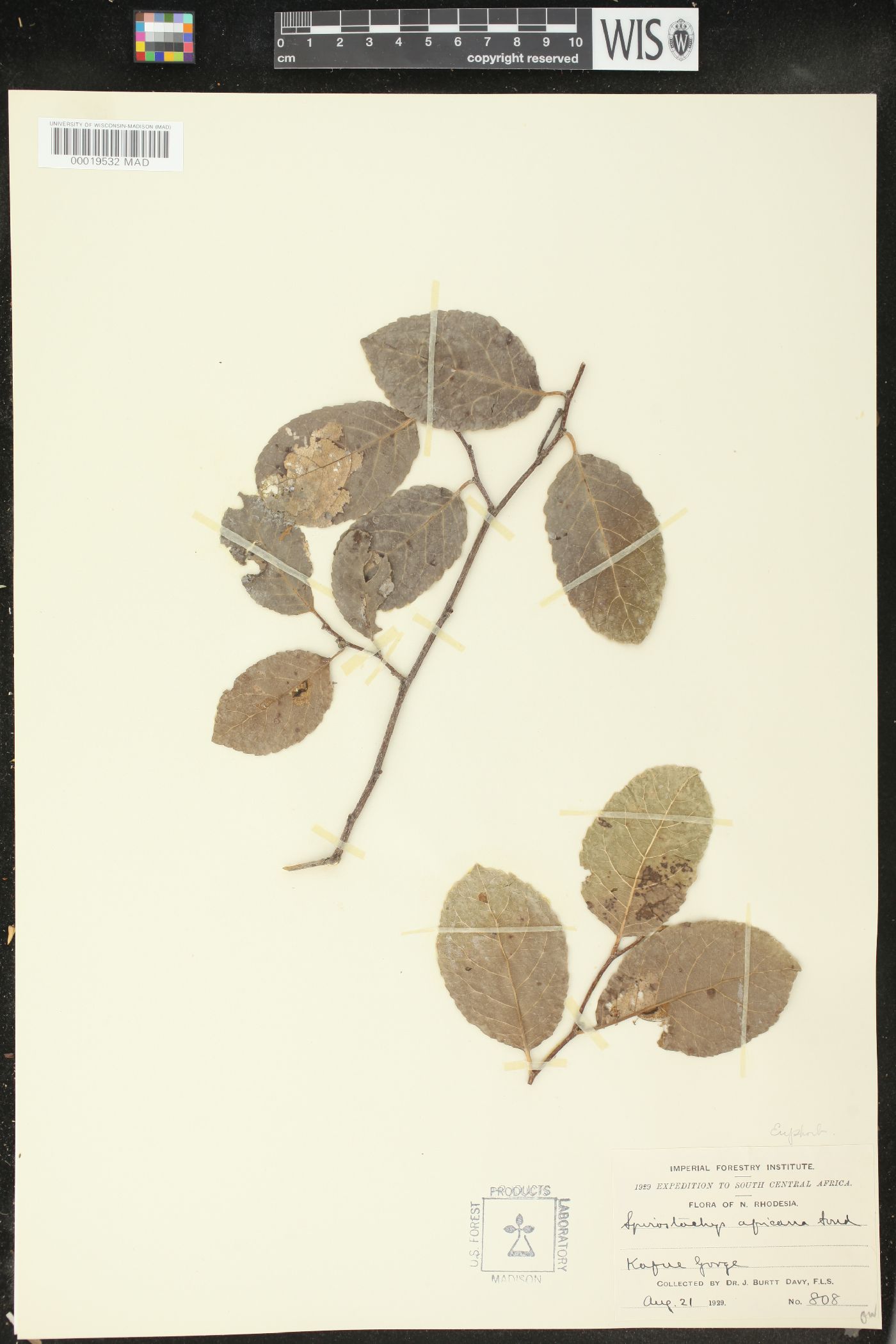 Spirostachys africana image