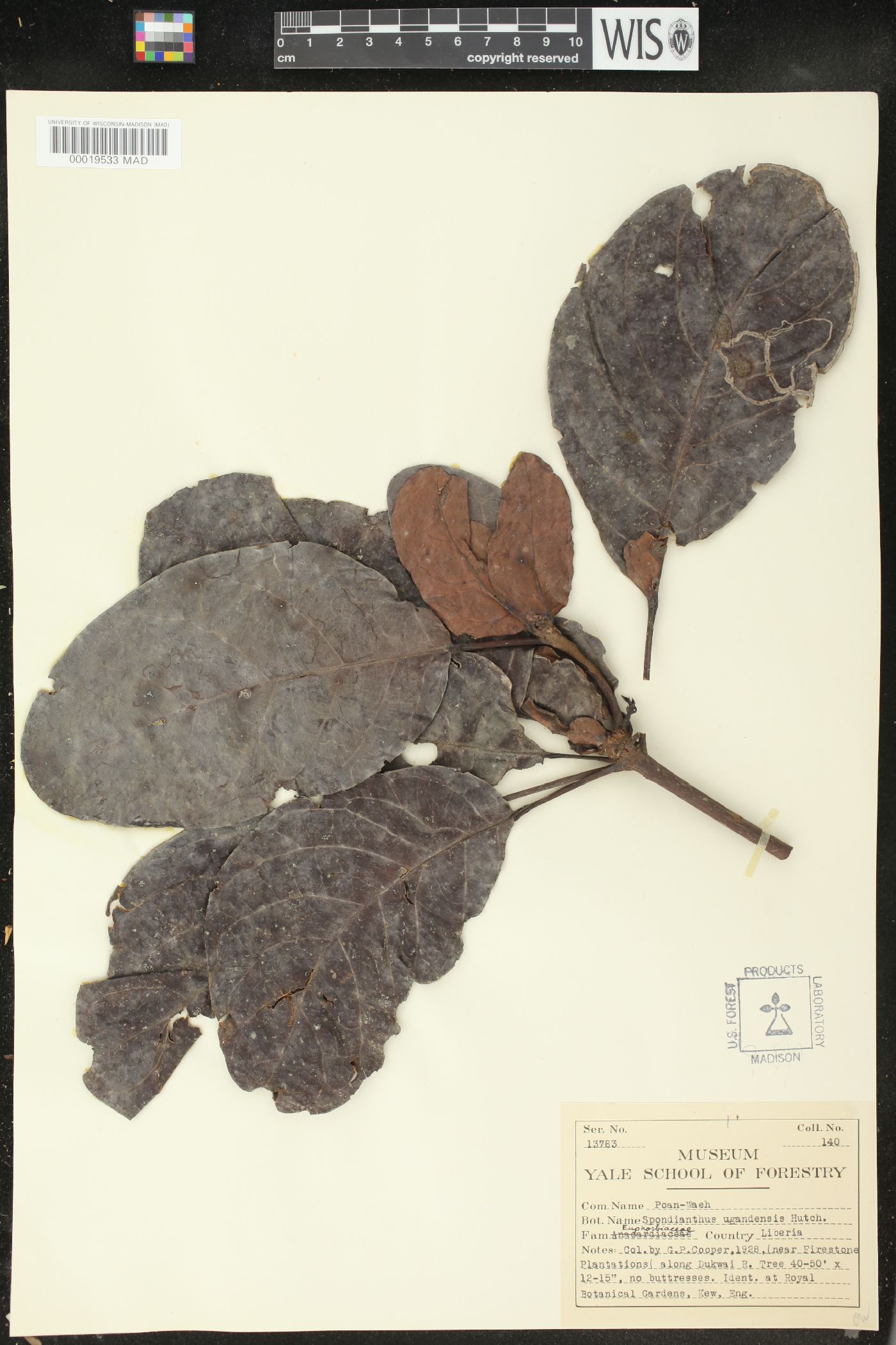 Spondianthus preussii subsp. glaber image