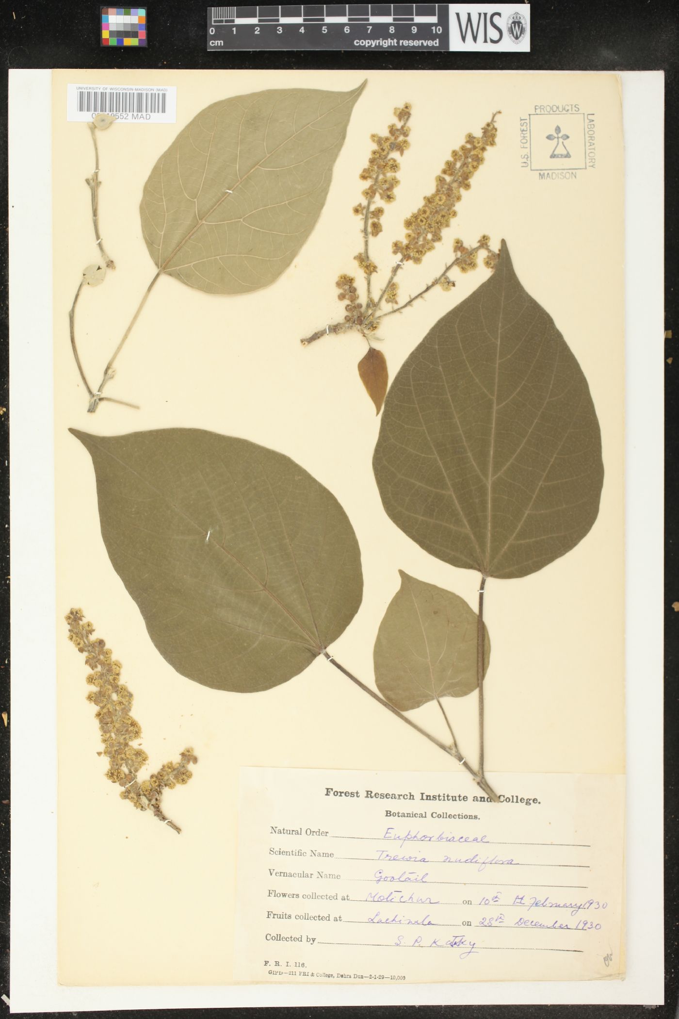 Mallotus nudiflorus image
