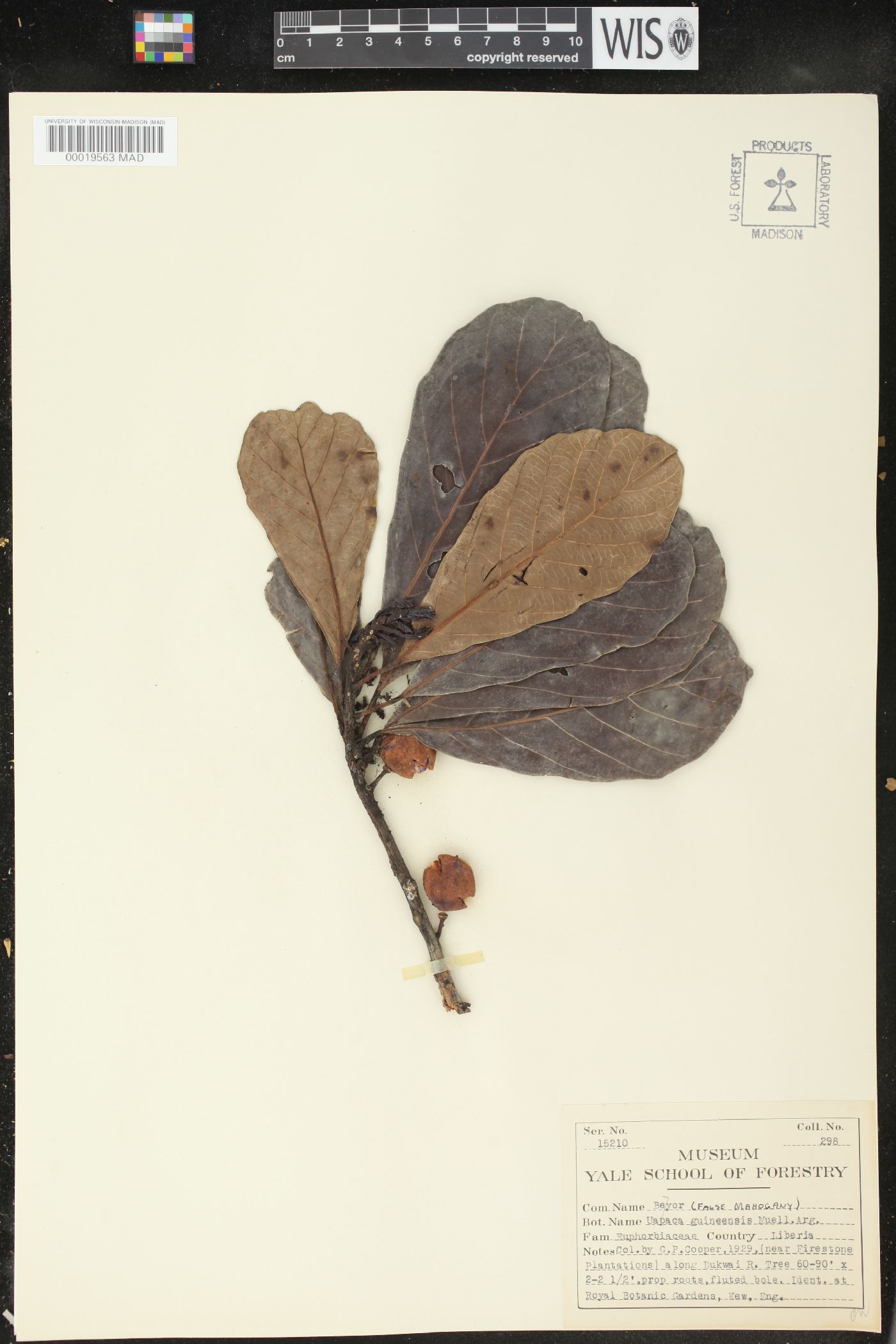 Uapaca guineensis image