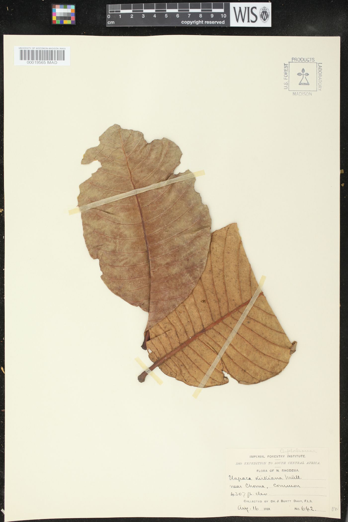 Uapaca kirkiana image