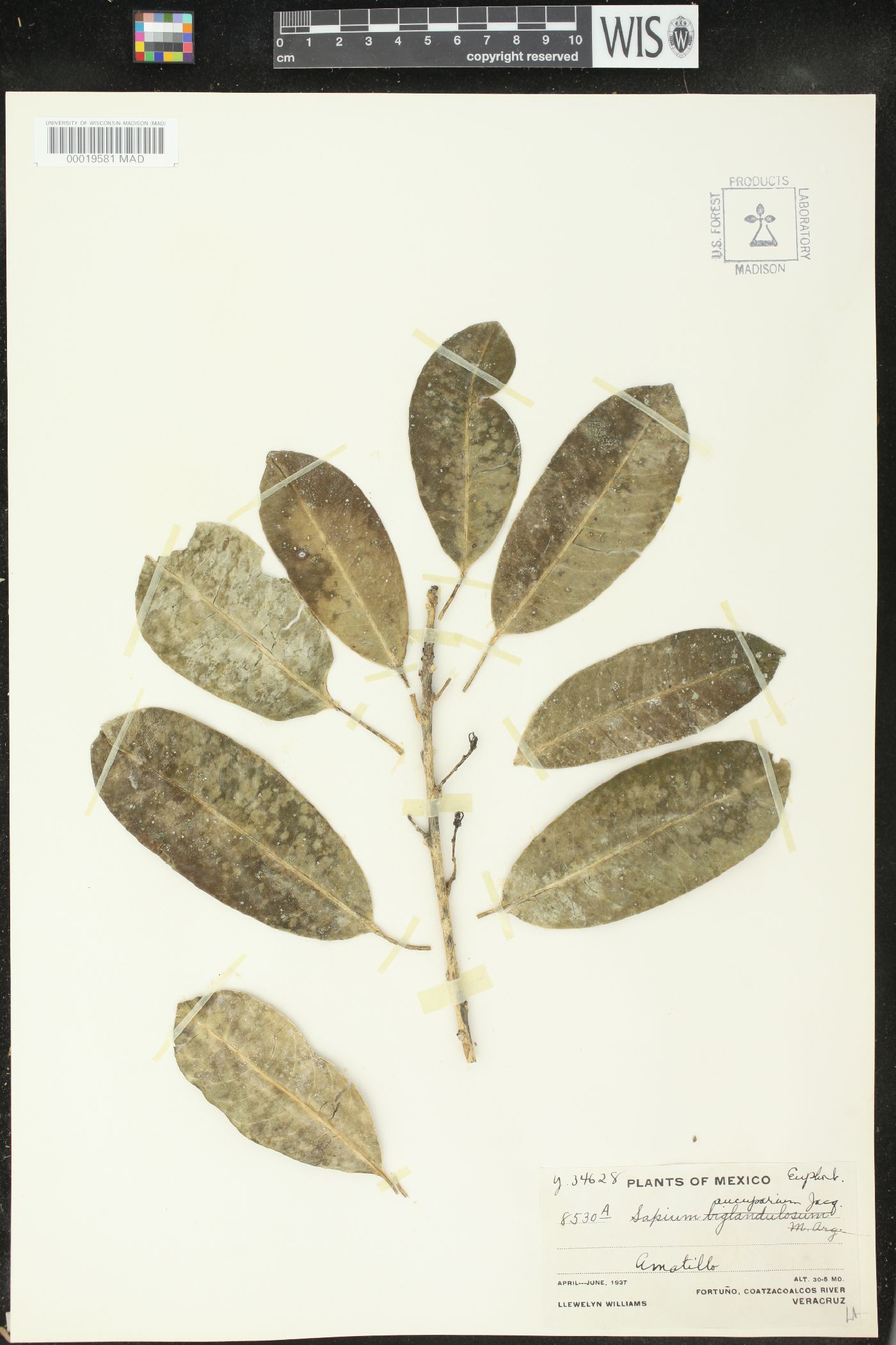 Sapium laurifolium image