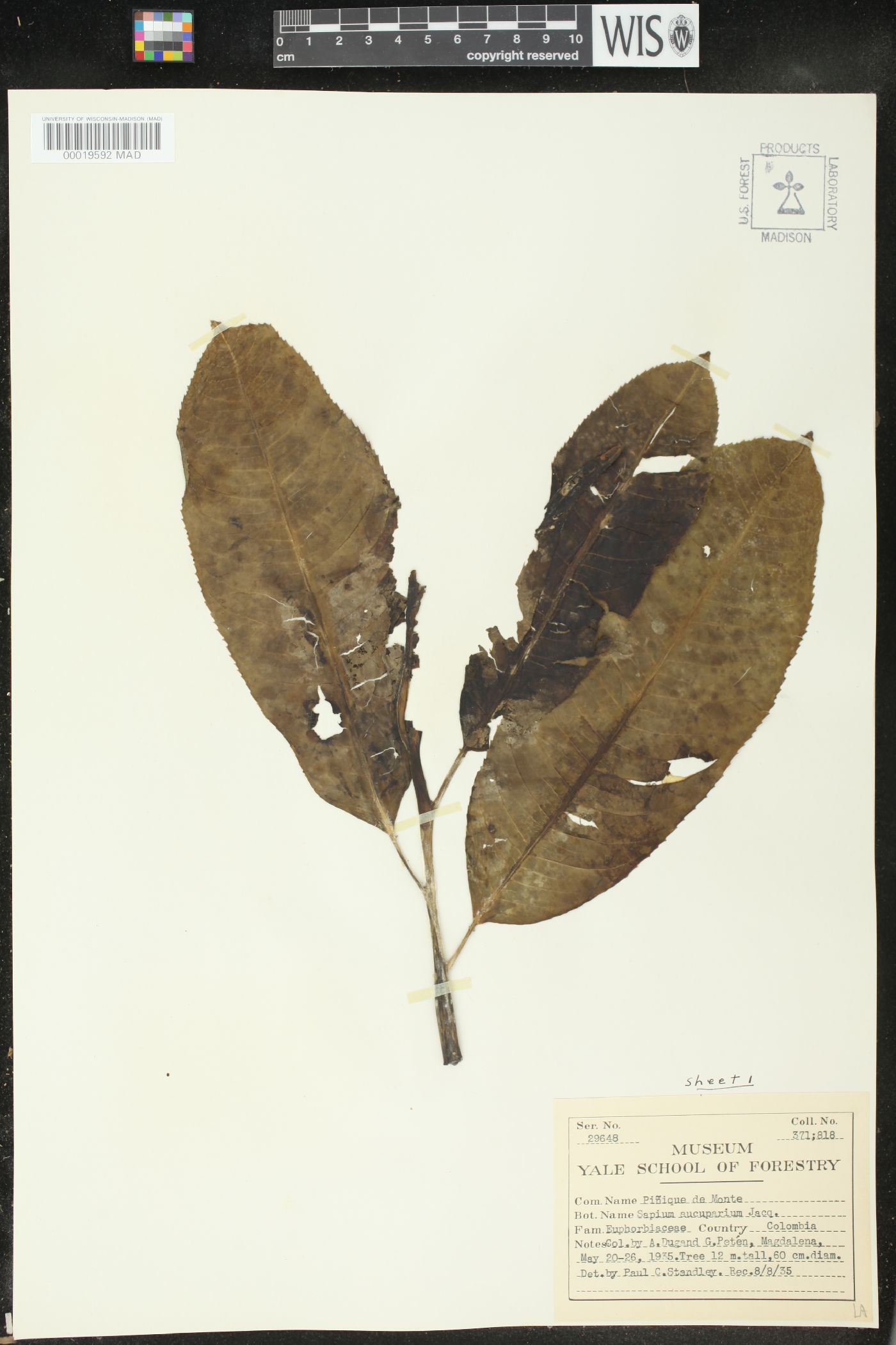 Sapium laurifolium image