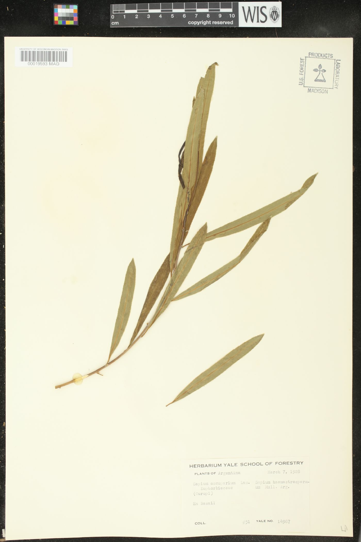 Sapium laurifolium image