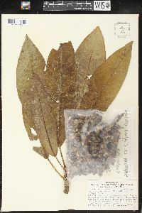 Sapium laurifolium image