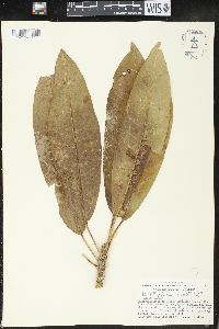 Sapium glandulosum image