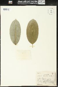 Sapium jamaicense image
