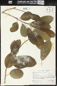 Sapium glandulosum image