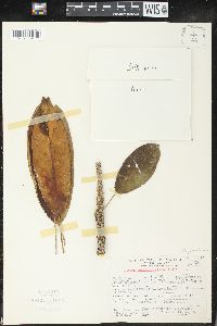 Sapium pachystachys image