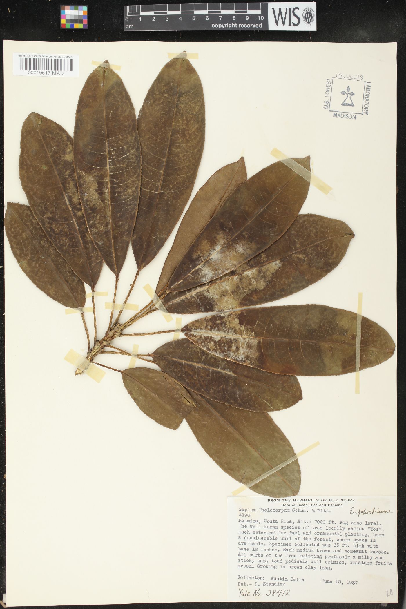 Sapium thelocarpum image