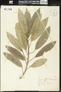 Sapium thelocarpum image