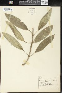 Sapium thelocarpum image