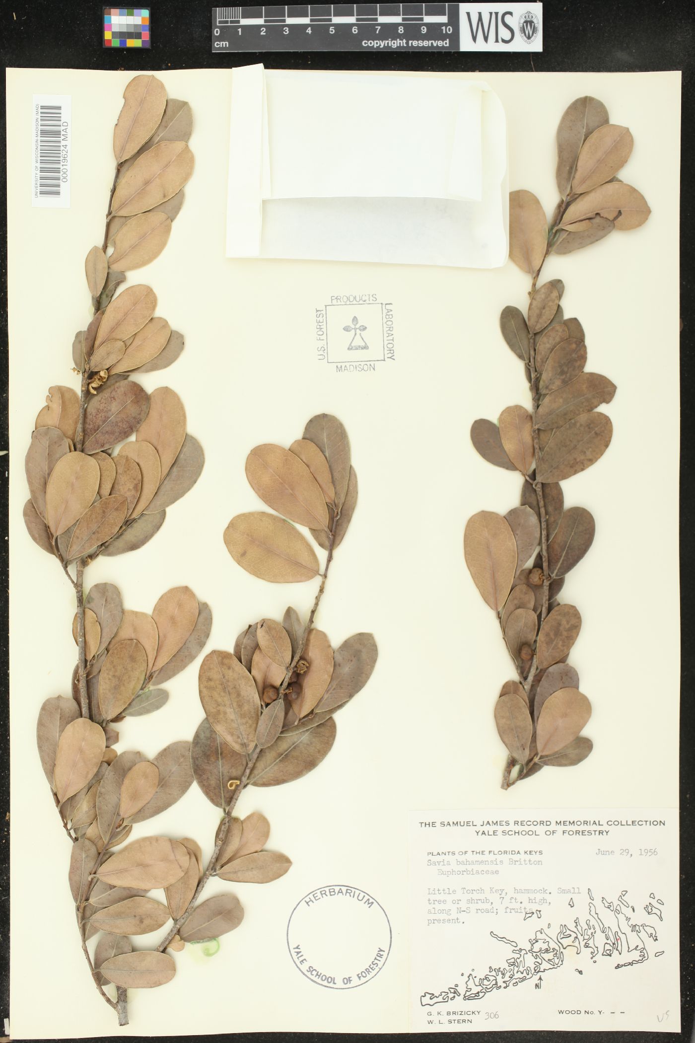 Savia bahamensis image