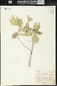 Savia sessiliflora image