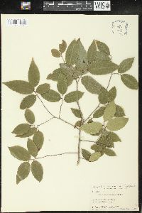 Savia sessiliflora image