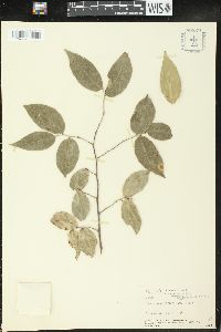 Savia sessiliflora image