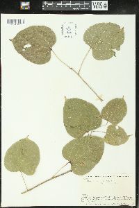 Plukenetia volubilis image