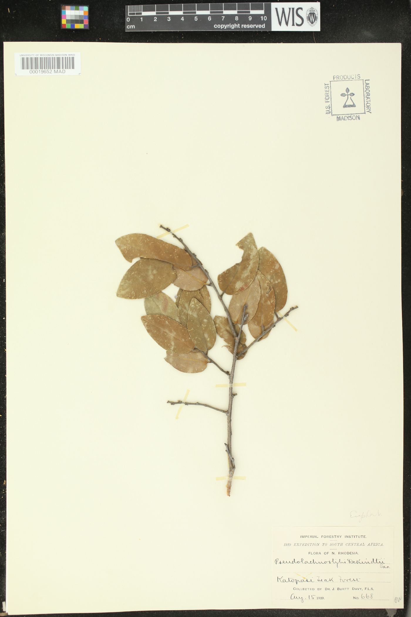 Pseudolachnostylis maprouneifolia subsp. dekindtii image