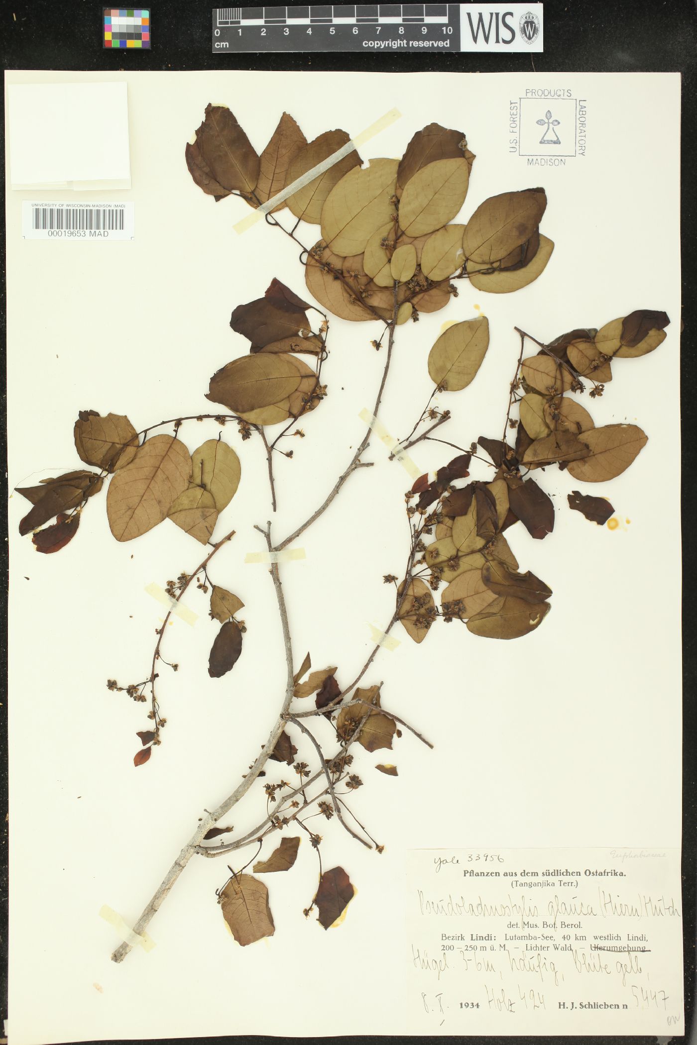 Pseudolachnostylis maprouneifolia subsp. glabra image