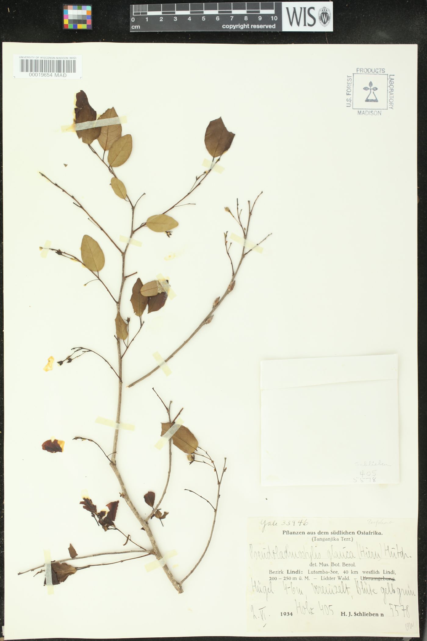 Pseudolachnostylis maprouneifolia subsp. glabra image
