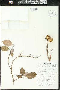 Pseudolachnostylis maprouneifolia image