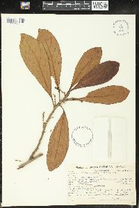 Image of Richeria australis