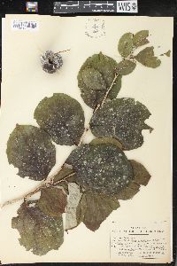 Phyllanthus grandifolius image