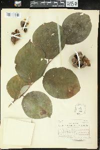 Phyllanthus grandifolius image