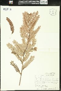 Phyllanthus mimosoides image