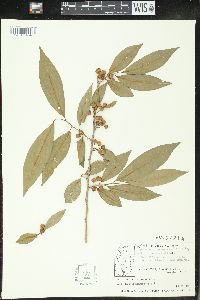 Margaritaria nobilis image