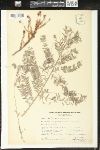 Phyllanthus emblica image