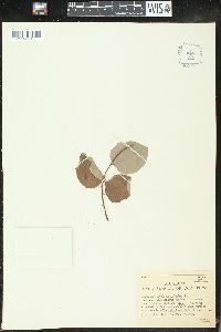 Image of Phyllanthus acidus